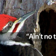 Illustration for article titled Why Woodpeckers Dont Get Brain Damage From Pecking All Day